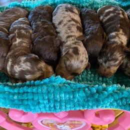 Aussiedoodle and Australian Shepherd Puppies from RoseWest Farms