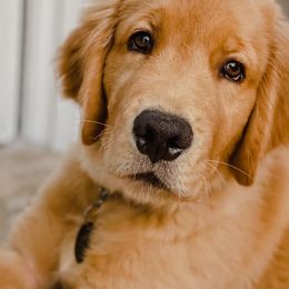 Golden Retriever Puppies from Seven Hills Goldens