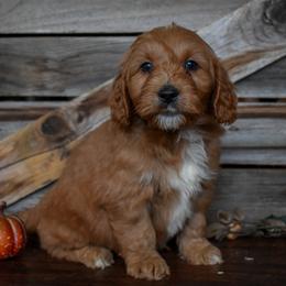 Male 3 of 4 - Apricot male Goldendoodle puppy in Macedon, New York from Toodles Goldendoodles