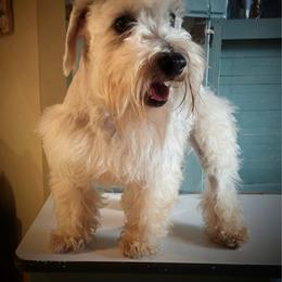 Bebe - Miniature Schnauzer