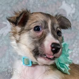 Silken Windhound Puppies from Silken Agents of CSBeck