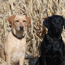 Labrador Retrievers from Chasin A Dream Labradors