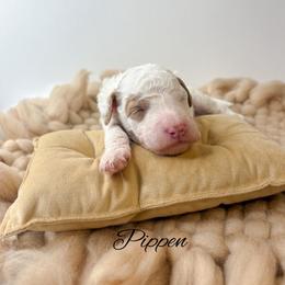Pippen - Parti male Goldendoodle puppy in from Pink Poodles and Doodles