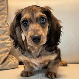 George - Dachshund