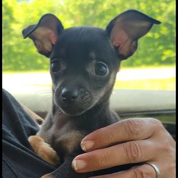 Chihuahua and Dachshund Puppies from Hope's pups
