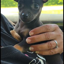 Chihuahua and Dachshund Puppies from Hope's pups