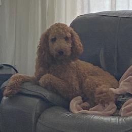 Goldendoodles from C&C Doodles
