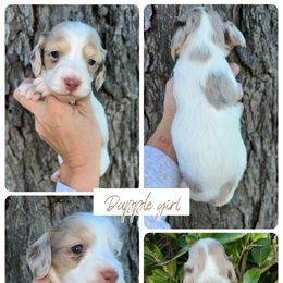 Ivy - Dapple female Dachshund puppy in Georgia from Hamsley Doxies and More