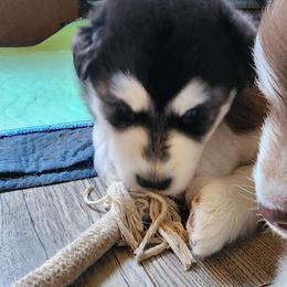 Girl 2 'Onyx' lime green collar - Gray and white female Alaskan Malamute puppy in Grayson County, Virginia from River Bend Malamutes