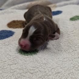 Jessie - Red tri-color female Miniature American Shepherd puppy in Leonard, Texas from Tin Roof Aussies