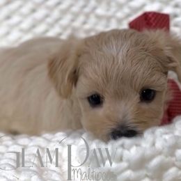 Sebastian - Apricot male Maltipoo puppy in Spring, Texas from GlamPaw Maltipoos