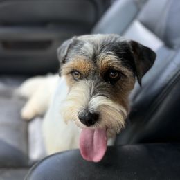 Beamer - Russell Terrier