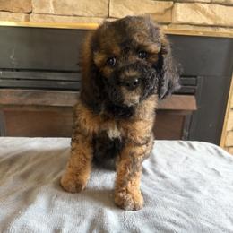 Brooke - Sable female Cockapoo puppy in Connersville, Indiana from MoonShine Babies