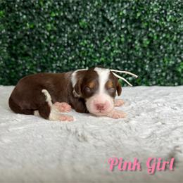 Pink girl - Tri-color female Bernedoodle puppy in Modesto, California from Two Doods Doodles