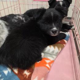 Saleena - Black & white female Miniature Australian Shepherd puppy in Leonard, Texas from Tin Roof Aussies
