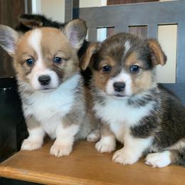 Pembroke Welsh Corgi Puppies from Nunas Corgis