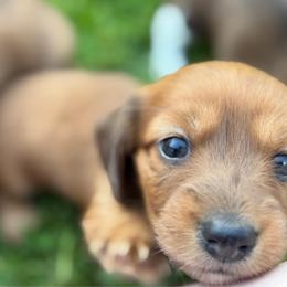Goldie - Red female Dachshund puppy in Greenup, Kentucky from Tygart Creek Dachshunds