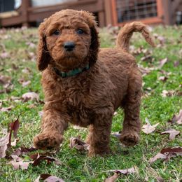 Green Boy - Goldendoodle puppy from Botcherby Doodles