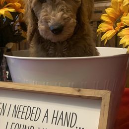 Goldendoodle Puppies from Goldendoodlefamily