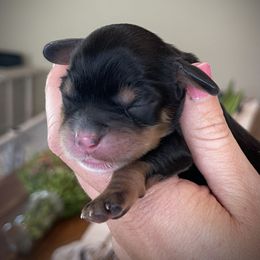 Boy 1 - black and tan with white points - Tri-color male Cavapoo puppy in Coal City, Indiana from Wednesday & Co