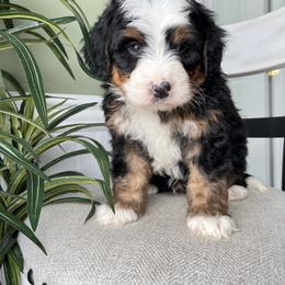 Jack - Tri-color male Bernedoodle puppy in Holtwood, Pennsylvania from Country Ridge Puppies