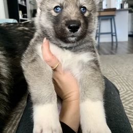 Siberian Husky Puppies from SoFlo Siberians