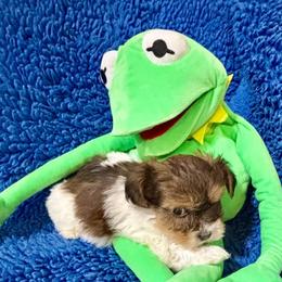 Dr Teeth AKA Mochi - Fawn sable male Havanese puppy in Provo, Utah from New Canyon Havanese & Coton Puppies