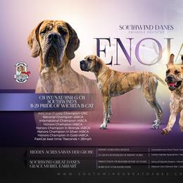Enola - Great Dane