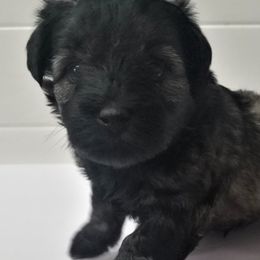 Boy 3 - Salt and pepper Miniature Schnauzer puppy in Kannapolis, North Carolina from Schnauzer Affinity