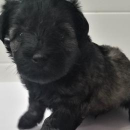 Boy 3 - Salt and pepper Miniature Schnauzer puppy in Kannapolis, North Carolina from Schnauzer Affinity