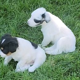 Phoebe - Blue merle female Aussiedoodle puppy in Vernal, Utah from Adorable Aussiedoodles