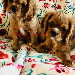 Cavalier King Charles Spaniel Puppies from Sasse Cavaliers