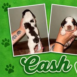 Cash - Liver white and tan male English Springer Spaniel puppy in Williston, Florida from Parks Paradise Springers