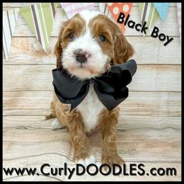 Black Boy - Red  male Goldendoodle puppy in Taneytown, Maryland from Curlydoodles