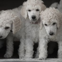 Poodle Puppies from 5-Star Poodles