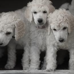 Poodle Puppies from 5-Star Poodles