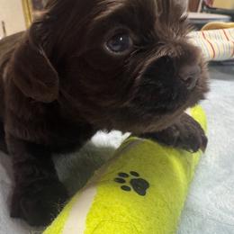 Boy 1 - Brown male Cocker Spaniel puppy in Phil Campbell, Alabama from Sandra Clark's Cocker Spaniels