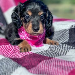 Dachshund Puppies from Catt Farms Longhaired Dachshunds