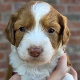 Sally - female Australian Mountain Doodle puppy in Hooper, Utah from Saltwater Doodles