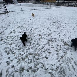 Poodle Puppies from D and D Standard Poodles