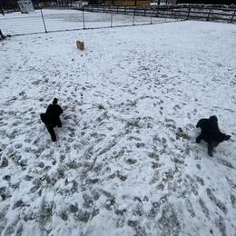 Poodle Puppies from D and D Standard Poodles