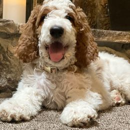 Goldendoodle Puppies from Penny Doodles