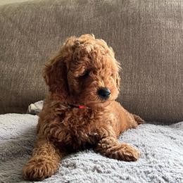 Rocket - Red  male Goldendoodle puppy in North Highlands, California from The Purrfectpups