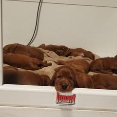 Irish Setter Puppies from Kilkieran Kennels and farm
