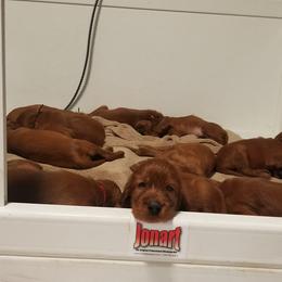 Irish Setter Puppies from Kilkieran Kennels and farm