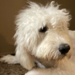 Aussiedoodles and Goldendoodles from Doodles of Northern California