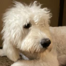 Aussiedoodles and Goldendoodles from Doodles of Northern California