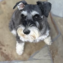 Norah - Miniature Schnauzer