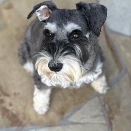 Norah - Miniature Schnauzer