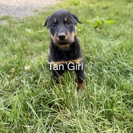 Tan - Black and rust female Beauceron puppy in Floyd’s Knobs, Indiana from Birdwing Beaucerons